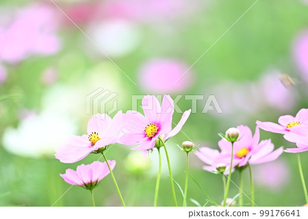 秋天的花朵,秋天的櫻花 秋天的花朵,秋天的櫻花 99176641