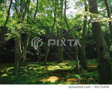 Kyoto Scenery of Gio-ji Temple in the fresh green 99176846