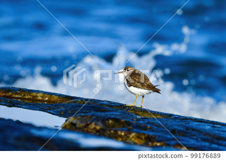 A cute little sandpiper that came to the beach in the winter sea A cute little sandpiper that came to the beach in the winter sea 99176889