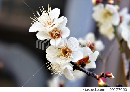 White plum announcing spring 99177060