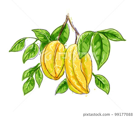 Carambola watercolor drawing 99177088