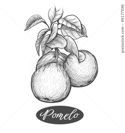 Pomelos branch etching 99177096