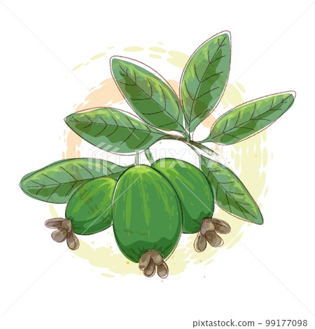 Feijoa watercolor branch 99177098