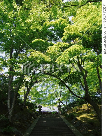 Scenery of Jojakko-ji Temple in the fresh green of Kyoto Scenery of Jojakko-ji Temple in the fresh green of Kyoto 99177207