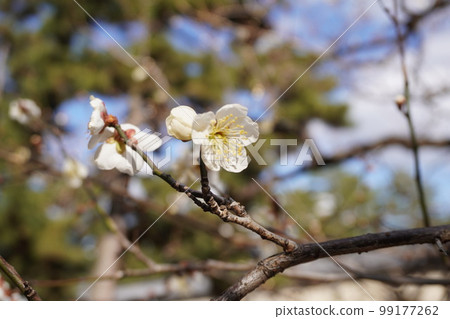 Spring arrival plum 99177262