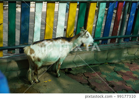 Goat. Goat. 99177310