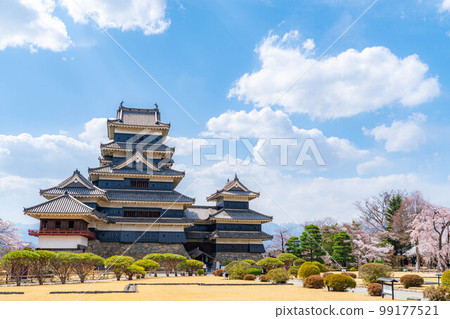 [Cherry blossom material] Cherry blossoms at Matsumoto Castle in Shinshu in spring [Nagano Prefecture] 99177521