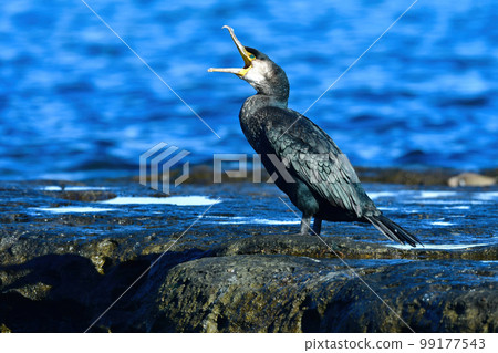 : Cormorant, a large, jet-black waterfowl found in the sea and rivers 99177543
