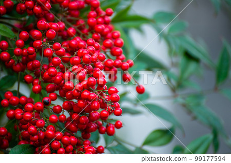 The red, heavy fruit of the southern sky Ai family 99177594