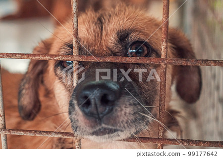 Portrait of sad dog in shelter behind fence waiting to be rescued and adopted to new home. Shelter for animals concept 99177642