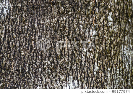 Pattern on an old tree bark Pattern on an old tree bark 99177974
