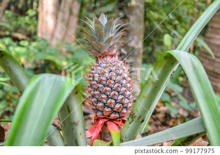 Pineapple on a plant 99177975