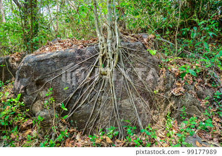 Tree growing on a rock under adverse conditions Tree growing on a rock under adverse conditions 99177989