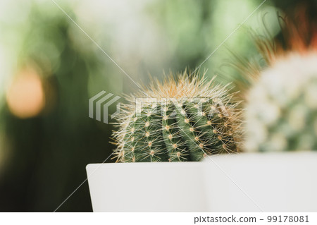 Mini cactus plant potted on blurred garden background Mini cactus plant potted on blurred garden background 99178081