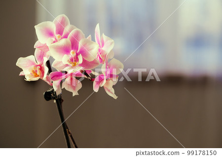 Pink and yellow pastel orchid close up 99178150