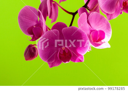 Close up of beautiful phalaenopsis orchid flowers 99178285