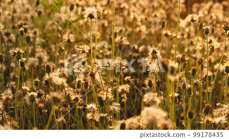 Small flowers of grass and orange color of sunlight Small flowers of grass and orange color of sunlight 99178435