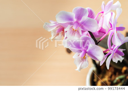 Close up of beautiful phalaenopsis orchid flowers 99178444