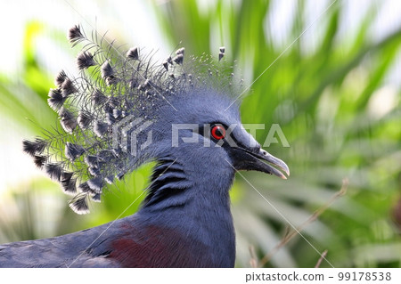 Profile of a beautiful dove 99178538