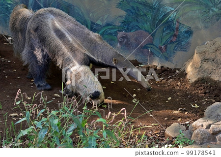 大食蟻獸有力地行走 大食蟻獸有力地行走 99178541