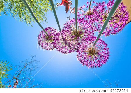 Blooming flowers of onion on bright sun and blue sky background 99178954