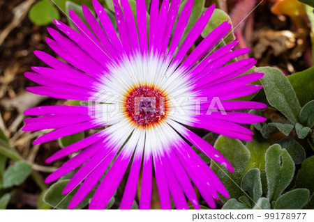 Beautiful flower  99178977