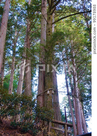 三峰神社 Shrine Chichibu Sansha 婚姻樹 扁柏杉 99178988