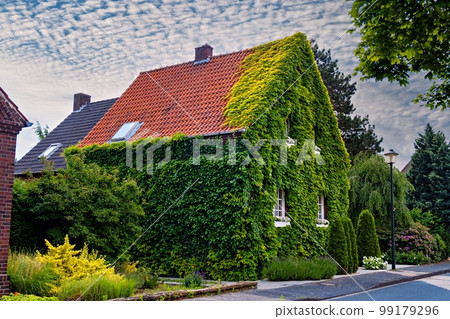 Private two-story house covered with beautiful greenery in Germany. Ivy, Hedera helix or European ivy leaf. 99179296
