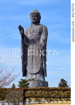 牛久佛與梅花(藍天背景) 牛久佛與梅花(藍天背景) 99179710