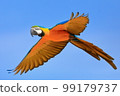 Flying parakeet, parakeet bird, blue macaw 99179737