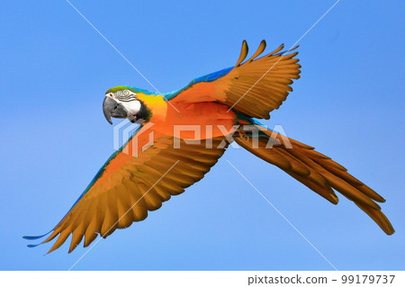 Flying parakeet, parakeet bird, blue macaw Flying parakeet, parakeet bird, blue macaw 99179737