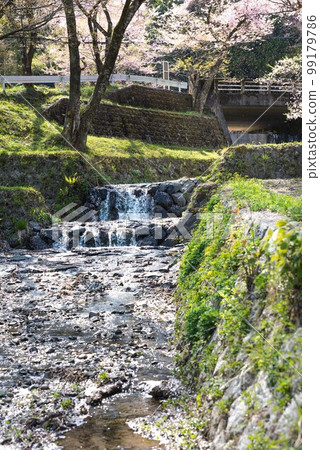 River and cherry blossoms 99179786