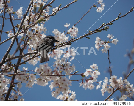 Brown eared brown and cherry Brown eared brown and cherry 99179936