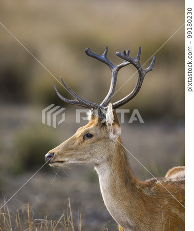 Male Barasingha or Rucervus duvaucelii or Swamp deer closeup or portrait of elusive and vulnerable animal species at kanha national park forest or tiger reserve madhya pradesh india asia 99180230