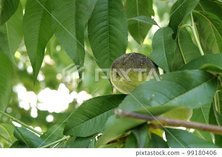 green peach growing on a branch on a sunny day 99180406
