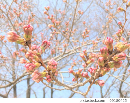 櫻花花蕾分為左右 99180425