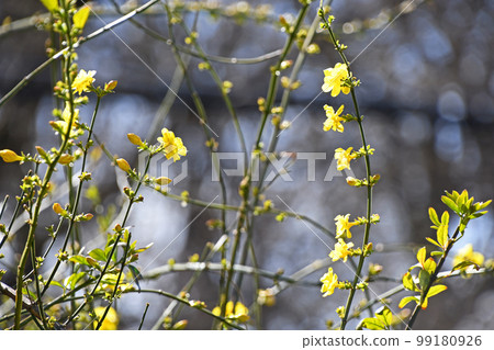 Great Plumeria (yellow plum pseudo) 99180926