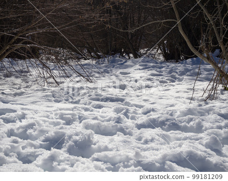 Snowfall in the forest in spain 99181209