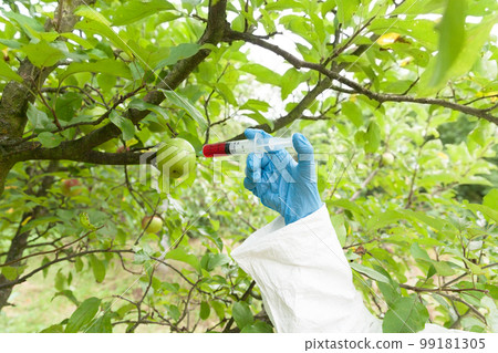 Genetically modified fruit 99181305
