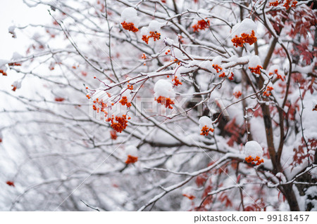 Winterscape 1 Winterscape 1 99181457