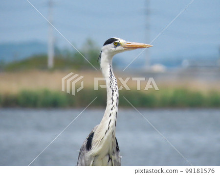 gray heron looking up 99181576