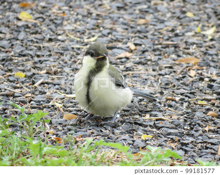 可愛的山雀少年 可愛的山雀少年 99181577