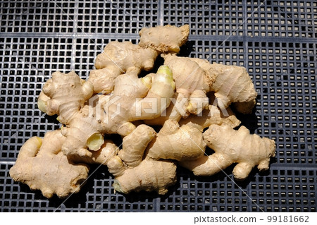 栽培種薑 栽培種薑 99181662