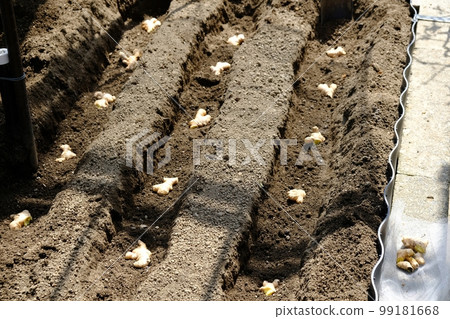 planting ginger 99181668