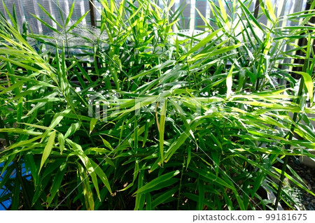在家庭花園種植生薑 在家庭花園種植生薑 99181675