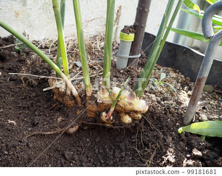 Ginger harvest 99181681