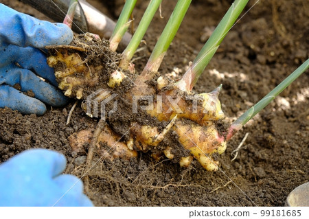 Ginger harvest 99181685