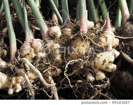 Ginger harvest 99181687
