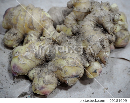 Freshly harvested root ginger with soil Freshly harvested root ginger with soil 99181699