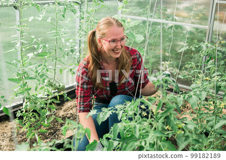 Young smiling agriculture woman worker in greenhouse working, fixation tomatoes in greenhouse. Garden work and spring season Young smiling agriculture woman worker in greenhouse working, fixation tomatoes in greenhouse. Garden work and spring season 99182189